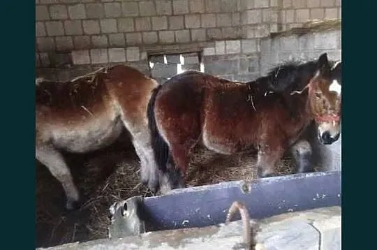 Sprzedam młodą klacz i ogierka, Mazowieckie, Klwów
