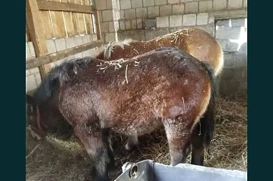 Sprzedam młodą klacz i ogierka, Mazowieckie, Klwów