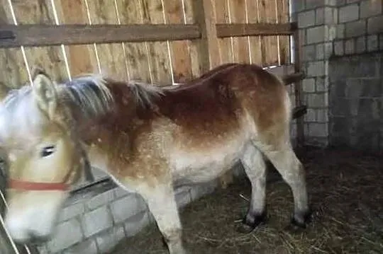 Sprzedam młodą klacz i ogierka, Mazowieckie, Klwów