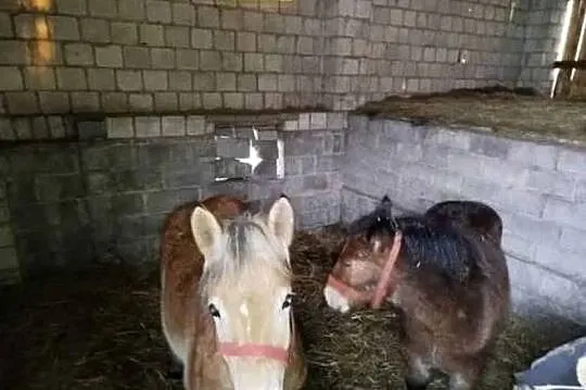 Sprzedam młodą klacz i ogierka, Mazowieckie, Klwów