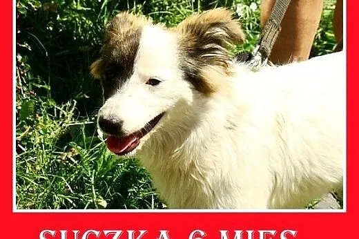 6 mies. średnia,łagodna,wesoła,delikatna suczka WI