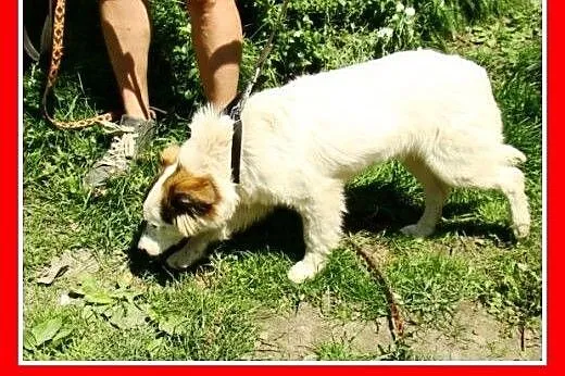 6 mies. średnia,łagodna,wesoła,delikatna suczka WI