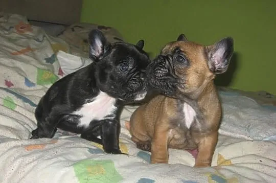 Buldog francuski-szczeniaczki!