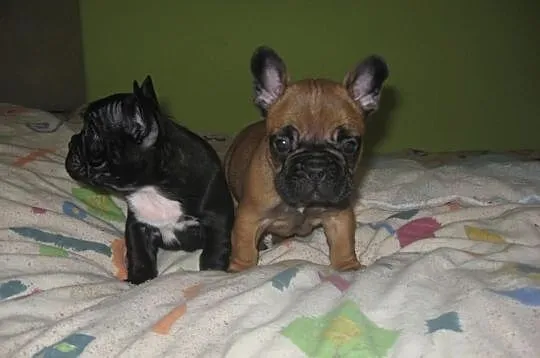 Buldog francuski-szczeniaczki!