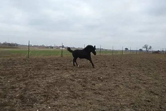 Ogierek, , Grabów Rycki