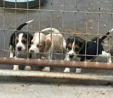 Szczęśliwe i zdrowe szczenięta Beagle na sprzedaż Z przyjemnością oferujemy piękny miot szczeniąt