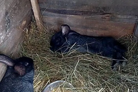 Sprzedam króliki młode, Podkarpackie, Niemstów