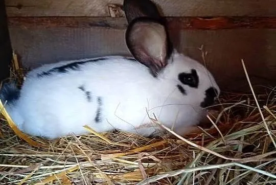 Sprzedam króliki młode, Podkarpackie, Niemstów