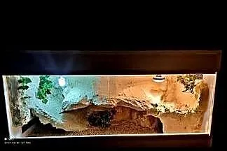 Okazja terrarium dla agamy gekona żółwia węża kameleona legwana boa pająka