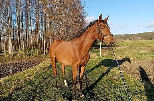 Klacz po Dilmar 2019, , 