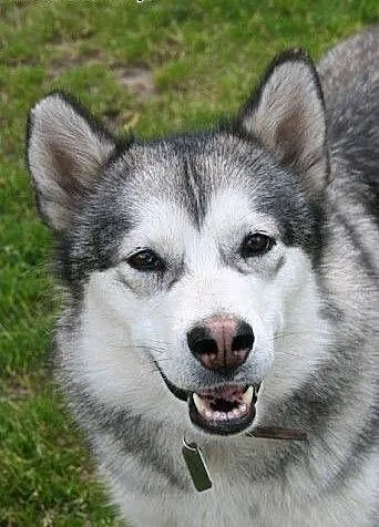 Agatka młoda, piękna suczka alaskan malamute szuka