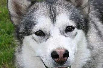 Agatka młoda, piękna suczka alaskan malamute szuka