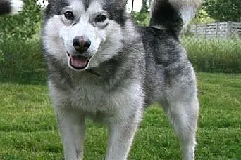 Agatka młoda, piękna suczka alaskan malamute szuka
