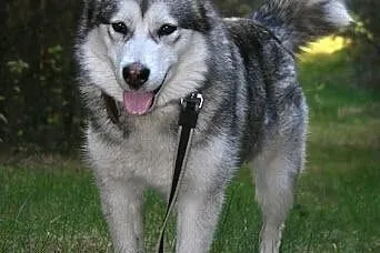 Agatka młoda, piękna suczka alaskan malamute szuka