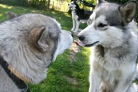 Agatka młoda, piękna suczka alaskan malamute szuka