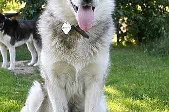 Agatka młoda, piękna suczka alaskan malamute szuka
