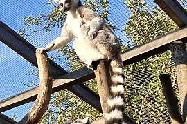 Lemur samica z młodym samcem