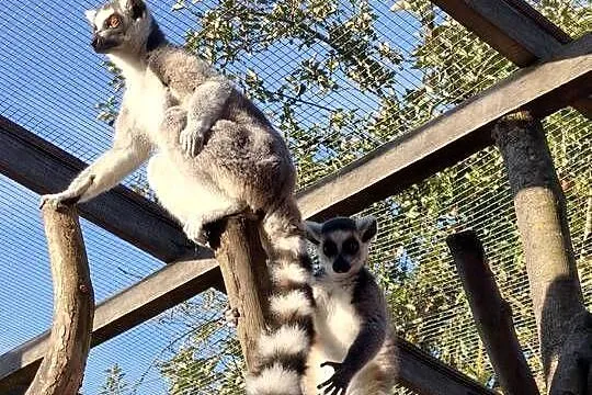 Lemur samica z młodym samcem, Podlaskie, Łomża