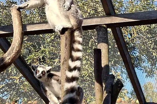 Lemur samica z młodym samcem, Podlaskie, Łomża