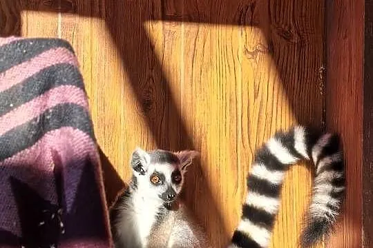 Lemur samica z młodym samcem, Podlaskie, Łomża