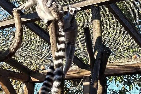 Lemur samica z młodym samcem, Podlaskie, Łomża