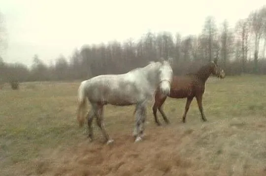 Konie i kuce BYC MOŻE MAMY KONIA DLA CIEBIE!