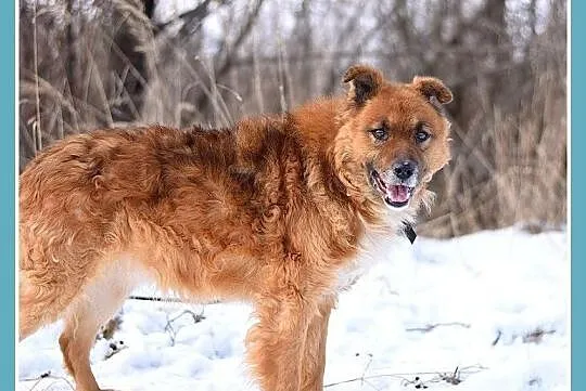 18 kg, wesoły, towarzyski, przyjazny, puchaty psiak MISZA_Adopcja_