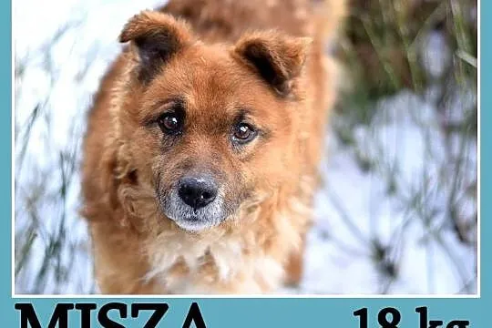 18 kg, wesoły, towarzyski, przyjazny, puchaty psia