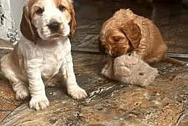 Szczeniaki cocker spaniel