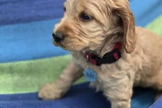 Szczeniaki cocker spaniel, Pomorskie, Nicponia