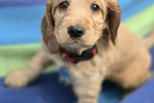 Szczeniaki cocker spaniel, Pomorskie, Nicponia