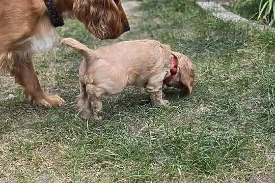 Szczeniaki cocker spaniel, Pomorskie, Nicponia