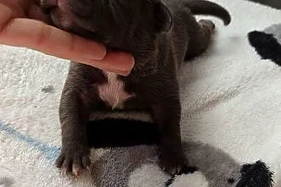 Amstaff Szczeniąta Błękitno Płowe / Liliowe / Blue, Łódzkie, Strzałków