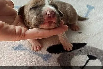 Amstaff Szczeniąta Błękitno Płowe / Liliowe / Blue, Łódzkie, Strzałków