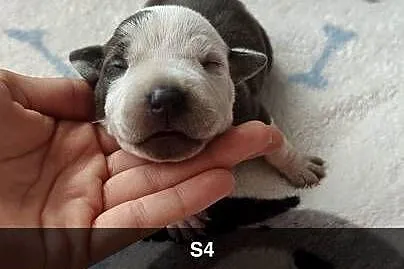 Amstaff Szczeniąta Błękitno Płowe / Liliowe / Blue, Łódzkie, Strzałków