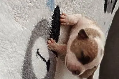 Amstaff Szczeniąta Błękitno Płowe / Liliowe / Blue, Łódzkie, Strzałków