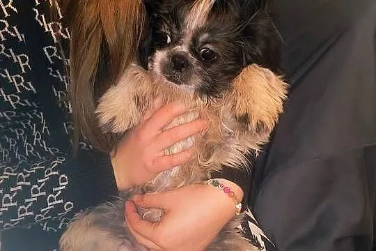 Pieski shih tzu