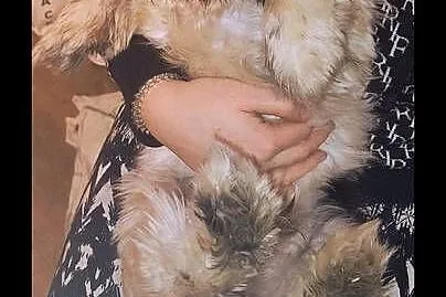 Pieski shih tzu, Wielkopolskie, Gostyń