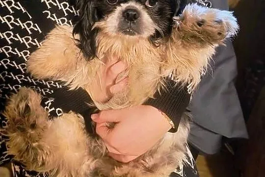 Pieski shih tzu, Wielkopolskie, Gostyń