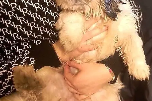 Pieski shih tzu, Wielkopolskie, Gostyń