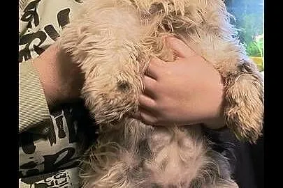 Pieski shih tzu, Wielkopolskie, Gostyń