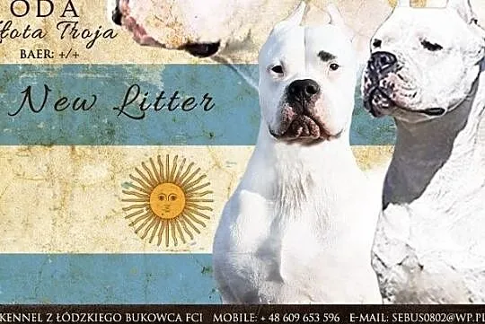DOG ARGENTYŃSKI SZCZENIĘTA Dogo Argentino szczenia, Łódź
