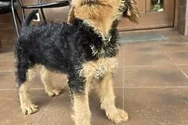 Airedale terrier szczeniaki suczka