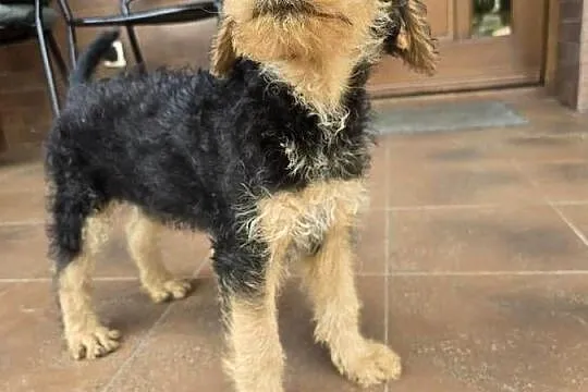 Airedale terrier szczeniaki suczka, Opolskie, Byczyna