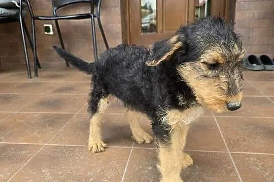 Airedale terrier szczeniaki suczka, Opolskie, Byczyna