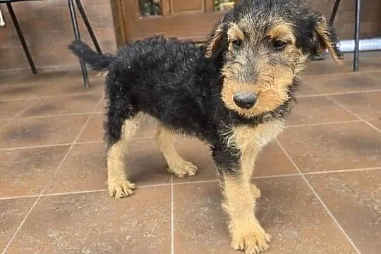 Airedale terrier szczeniaki suczka, Opolskie, Byczyna