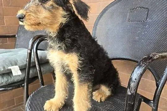 Airedale terrier szczeniaki suczka, Opolskie, Byczyna