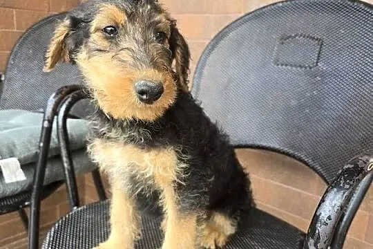 Airedale terrier szczeniaki suczka, Opolskie, Byczyna