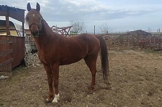 Ogier czystej krwi arabskiej CZAMANSUR, Podlaskie, Mońki