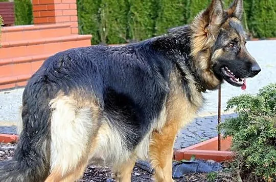 Owczarki niemieckie długowłose